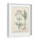 Hierbas Antiguas I | Cuadro decorativo de Canvas Lab