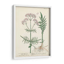 Hierbas Antiguas I | Cuadro decorativo de Canvas Lab