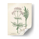 Hierbas Antiguas I | Cuadro decorativo de Canvas Lab