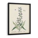 Hierbas Antiguas Ii | Cuadro decorativo de Canvas Lab