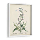 Hierbas Antiguas Ii | Cuadro decorativo de Canvas Lab