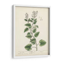 Hierbas Antiguas Iii | Cuadro decorativo de Canvas Lab