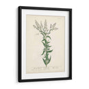 Hierbas Antiguas Iv | Cuadro decorativo de Canvas Lab