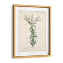 Hierbas Antiguas Iv | Cuadro decorativo de Canvas Lab