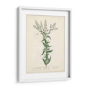 Hierbas Antiguas Iv | Cuadro decorativo de Canvas Lab