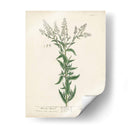 Hierbas Antiguas Iv | Cuadro decorativo de Canvas Lab
