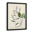 Hierbas Antiguas V | Cuadro decorativo de Canvas Lab