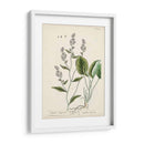 Hierbas Antiguas V | Cuadro decorativo de Canvas Lab