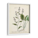 Hierbas Antiguas V | Cuadro decorativo de Canvas Lab