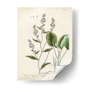 Hierbas Antiguas V | Cuadro decorativo de Canvas Lab