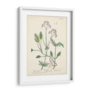 Hierbas Antiguas Vi | Cuadro decorativo de Canvas Lab