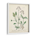 Hierbas Antiguas Vi | Cuadro decorativo de Canvas Lab