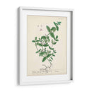 Hierbas Antiguas Ix | Cuadro decorativo de Canvas Lab