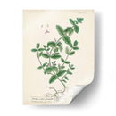 Hierbas Antiguas Ix | Cuadro decorativo de Canvas Lab