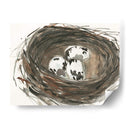 Huevos De Anidación I - Samuel Dixon | Cuadro decorativo de Canvas Lab