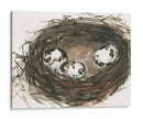 Huevos De Anidación Ii - Samuel Dixon | Cuadro decorativo de Canvas Lab