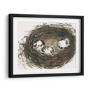 Huevos De Anidación Ii - Samuel Dixon | Cuadro decorativo de Canvas Lab