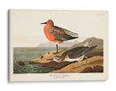 Pl. 315 Sandpiper De Pecho Rojo - John James Audubon | Cuadro decorativo de Canvas Lab