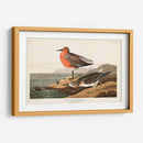 Pl. 315 Sandpiper De Pecho Rojo - John James Audubon | Cuadro decorativo de Canvas Lab