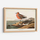 Pl. 315 Sandpiper De Pecho Rojo - John James Audubon | Cuadro decorativo de Canvas Lab