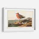 Pl. 315 Sandpiper De Pecho Rojo - John James Audubon | Cuadro decorativo de Canvas Lab