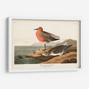 Pl. 315 Sandpiper De Pecho Rojo - John James Audubon | Cuadro decorativo de Canvas Lab