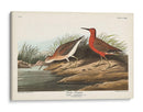 Pl. 263 Curlew Sandpiper - John James Audubon | Cuadro decorativo de Canvas Lab