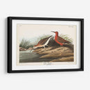 Pl. 263 Curlew Sandpiper - John James Audubon | Cuadro decorativo de Canvas Lab