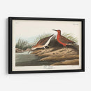 Pl. 263 Curlew Sandpiper - John James Audubon | Cuadro decorativo de Canvas Lab