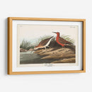 Pl. 263 Curlew Sandpiper - John James Audubon | Cuadro decorativo de Canvas Lab