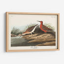 Pl. 263 Curlew Sandpiper - John James Audubon | Cuadro decorativo de Canvas Lab
