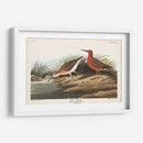 Pl. 263 Curlew Sandpiper - John James Audubon | Cuadro decorativo de Canvas Lab