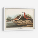 Pl. 263 Curlew Sandpiper - John James Audubon | Cuadro decorativo de Canvas Lab