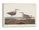 Pl. 344 Sandpiper De Piernas Largas - John James Audubon | Cuadro decorativo de Canvas Lab