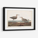 Pl. 344 Sandpiper De Piernas Largas - John James Audubon | Cuadro decorativo de Canvas Lab