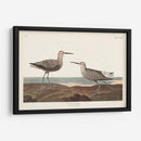 Pl. 344 Sandpiper De Piernas Largas - John James Audubon | Cuadro decorativo de Canvas Lab