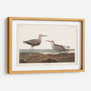 Pl. 344 Sandpiper De Piernas Largas - John James Audubon | Cuadro decorativo de Canvas Lab