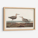 Pl. 344 Sandpiper De Piernas Largas - John James Audubon | Cuadro decorativo de Canvas Lab