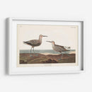 Pl. 344 Sandpiper De Piernas Largas - John James Audubon | Cuadro decorativo de Canvas Lab
