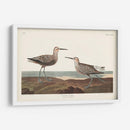 Pl. 344 Sandpiper De Piernas Largas - John James Audubon | Cuadro decorativo de Canvas Lab