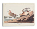 Pl. Sandpiper 265 Buff-Breasted - John James Audubon | Cuadro decorativo de Canvas Lab
