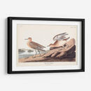 Pl. Sandpiper 265 Buff-Breasted - John James Audubon | Cuadro decorativo de Canvas Lab