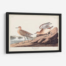 Pl. Sandpiper 265 Buff-Breasted - John James Audubon | Cuadro decorativo de Canvas Lab