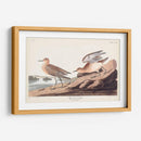 Pl. Sandpiper 265 Buff-Breasted - John James Audubon | Cuadro decorativo de Canvas Lab