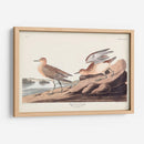 Pl. Sandpiper 265 Buff-Breasted - John James Audubon | Cuadro decorativo de Canvas Lab