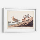 Pl. Sandpiper 265 Buff-Breasted - John James Audubon | Cuadro decorativo de Canvas Lab