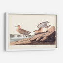 Pl. Sandpiper 265 Buff-Breasted - John James Audubon | Cuadro decorativo de Canvas Lab