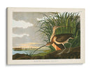 Pl. 231 Curlew De Pico Largo - John James Audubon | Cuadro decorativo de Canvas Lab