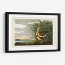 Pl. 231 Curlew De Pico Largo - John James Audubon | Cuadro decorativo de Canvas Lab