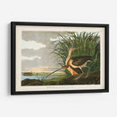 Pl. 231 Curlew De Pico Largo - John James Audubon | Cuadro decorativo de Canvas Lab